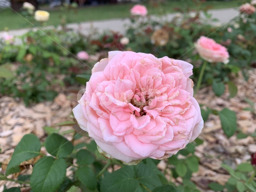 식물,장미,모란,꽃,flower,geranium,blossom,rose