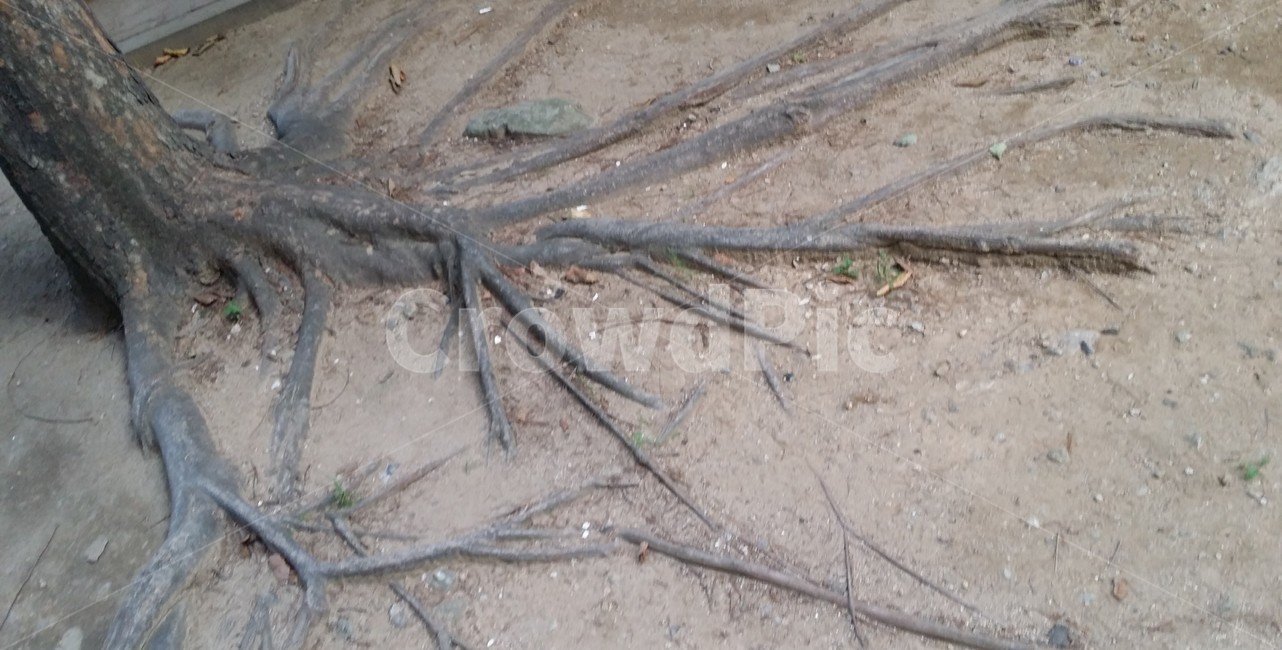 나무,뿌리,흙,생각,마음,식물,자연,plants,nature