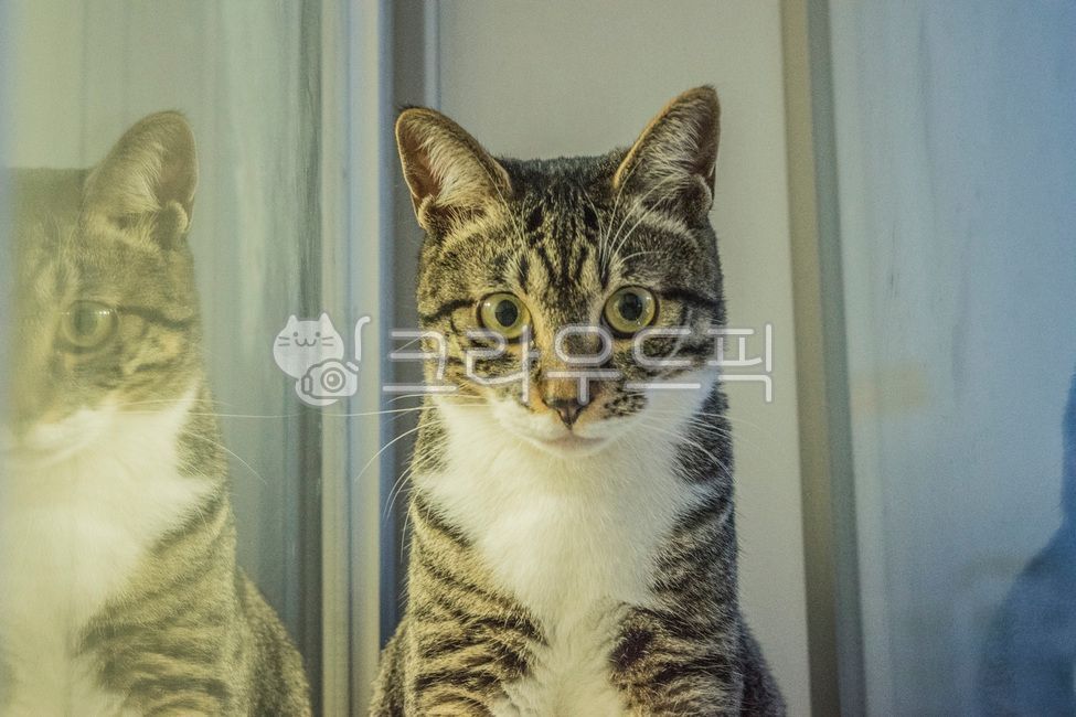 kitty,Pets,Korean Shorthair,kitten,cat,nose short,animal,mammalia,pet