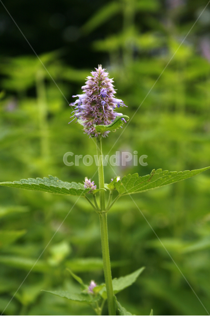 배초향,식물,flower,plants,nature,꽃,꽃봉오리,식물,자연,plants,nature,꽃,flower