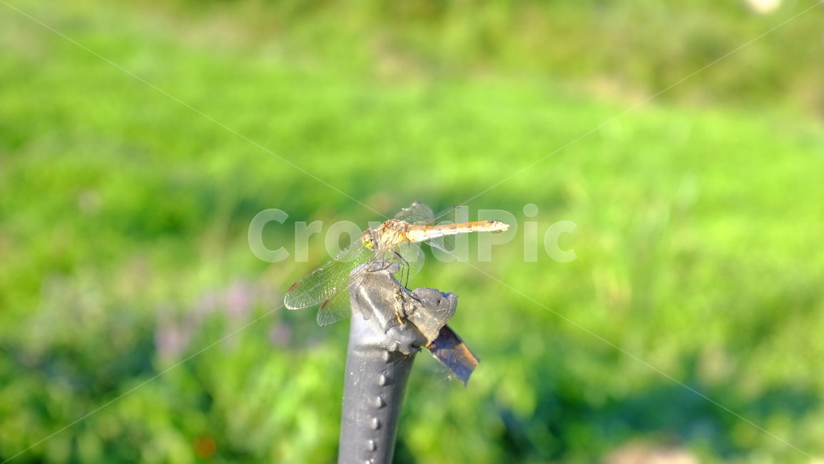잠자리,dragonflies,시골,자연,초록,곤충,insect,nature,vert,green,countryside,동물,animal,곤충,벌레,insect,bug