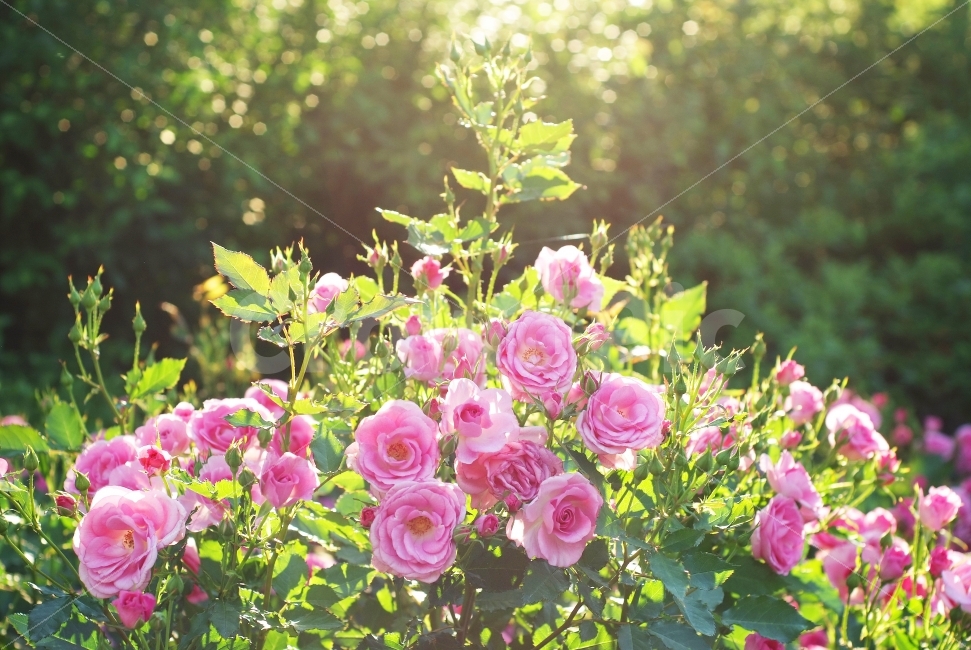 장미,장미꽃밭,분홍장미,꽃,봄,봄꽃,rose,pink,spring,식물,자연,plants,nature,꽃,flower,휴식,힐링,rest,relaxation,healing
