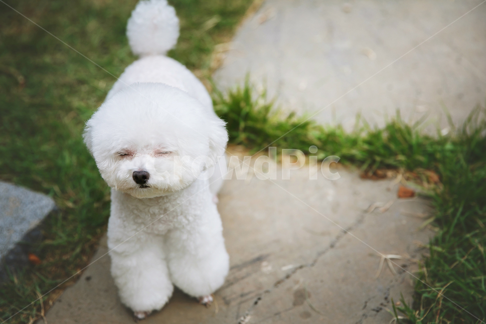 강아지,푸들,반려동물,토이푸들,애완견,동물,animal,포유류,mammal,개,강아지,dog,doggy