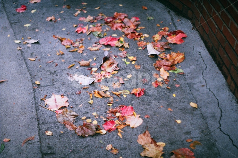나뭇잎,가을,낙엽,단풍,비,가을비,가을,계절,fall,autumn,season,leaf,잎,plant,식물,tree,나무