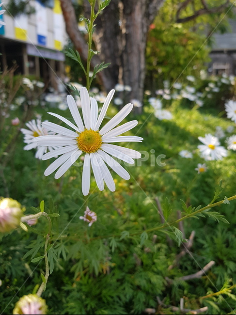 꽃,들꽃,코스모스,야생화,하얀색,이쁜꽃,야생꽃,꽃들