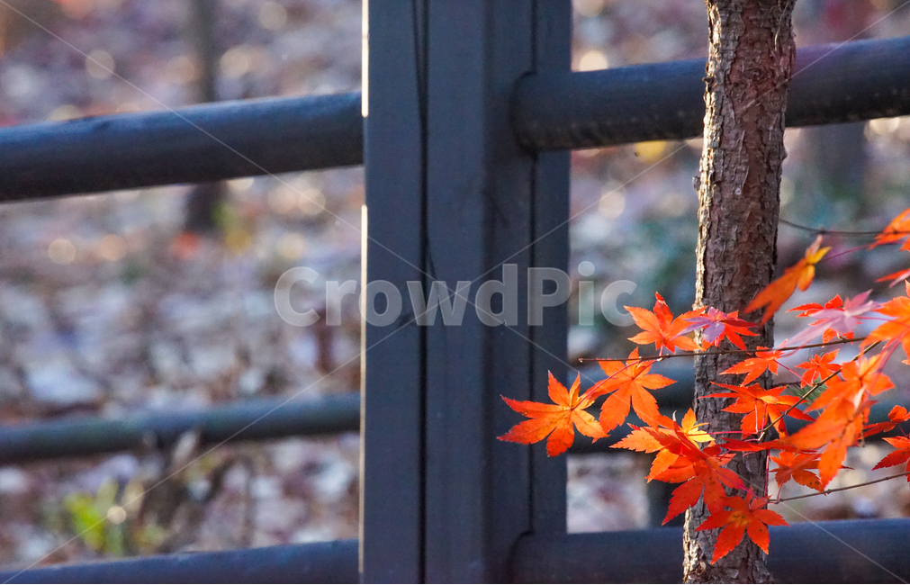 가을,단풍,계절,나무,자연,식물,가을,계절,fall,autumn,season,식물,자연,plants,nature,leaf,잎,plant,tree