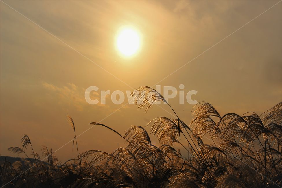 가을,갈대,하중도,하중도갈대밭,갈대밭,노을,가을갈대,가을,계절,fall,autumn,season,자연,풍경,nature,landscape,grass,잔디,plant,식물,lawn