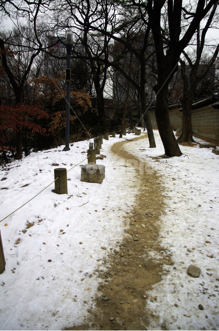 겨울,winter,풍경,설경,눈,길,나무,식물,plant,겨울,계절,winter,season
