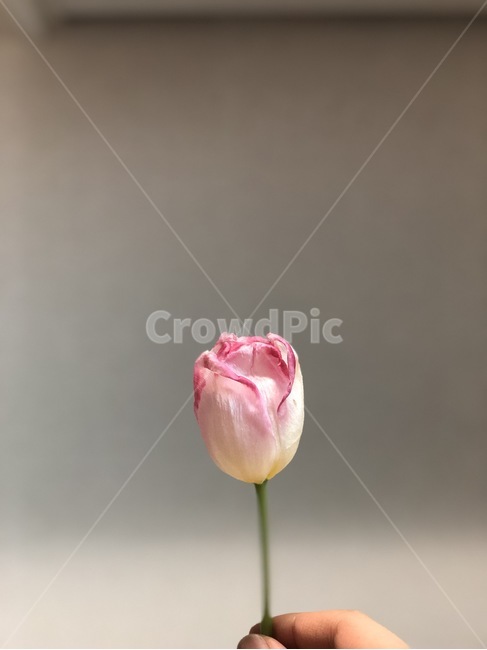 꽃,봄,자연,flower,풀,식물,자연,plants,nature,꽃,flower