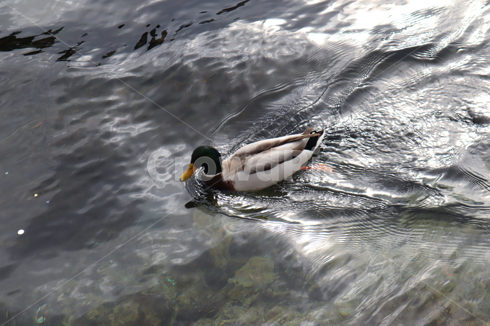 청둥오리,오리,동물,새,물새,duck,mallard,bird,waterfowl,animal