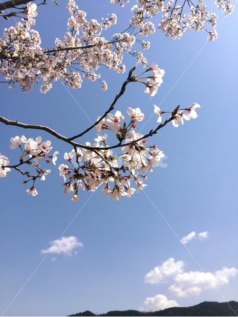 꽃,벗꽃,하늘,파란하늘,봄,구름,봄,계절,spring,season,자연,풍경,nature,landscape,plant,식물,flower,blossom