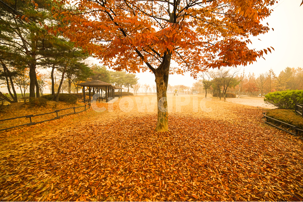 낙엽,단풍,잎,잎새,가을,나무,계절,공원,숲,가을,계절,fall,autumn,season,식물,자연,plants,nature,나무,trees,wood,tree,plant,tree trunk,나무 줄기,ground,바닥