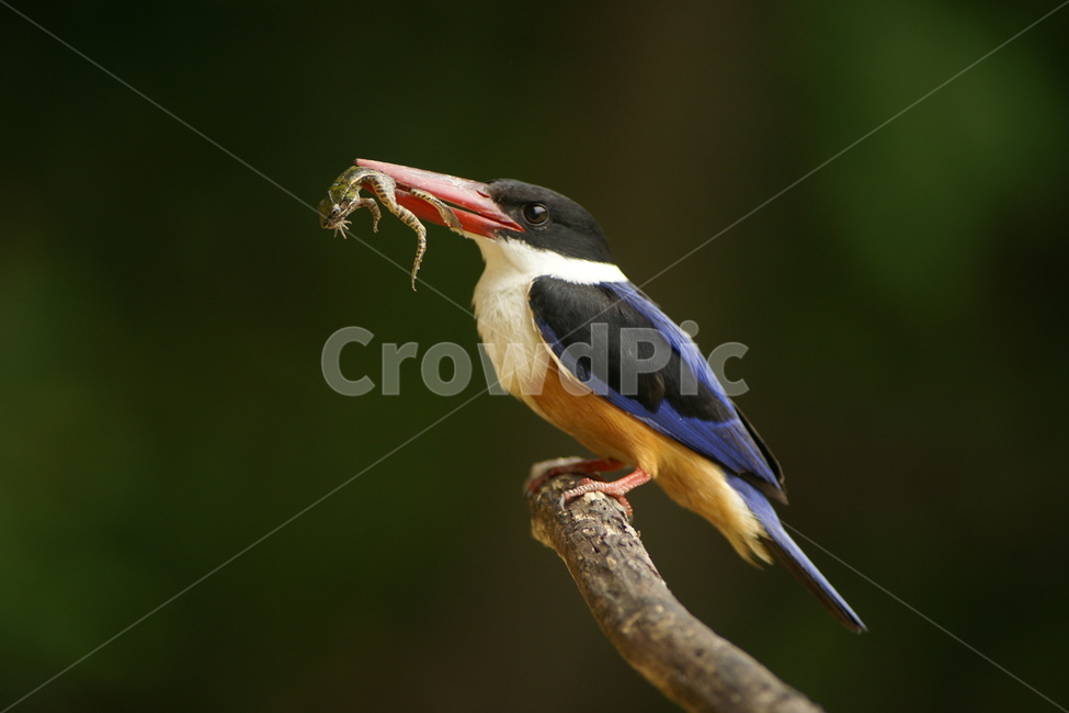 청호반새,조류,철새,먹이사냥,육추,동물,animal,조류,새,birds