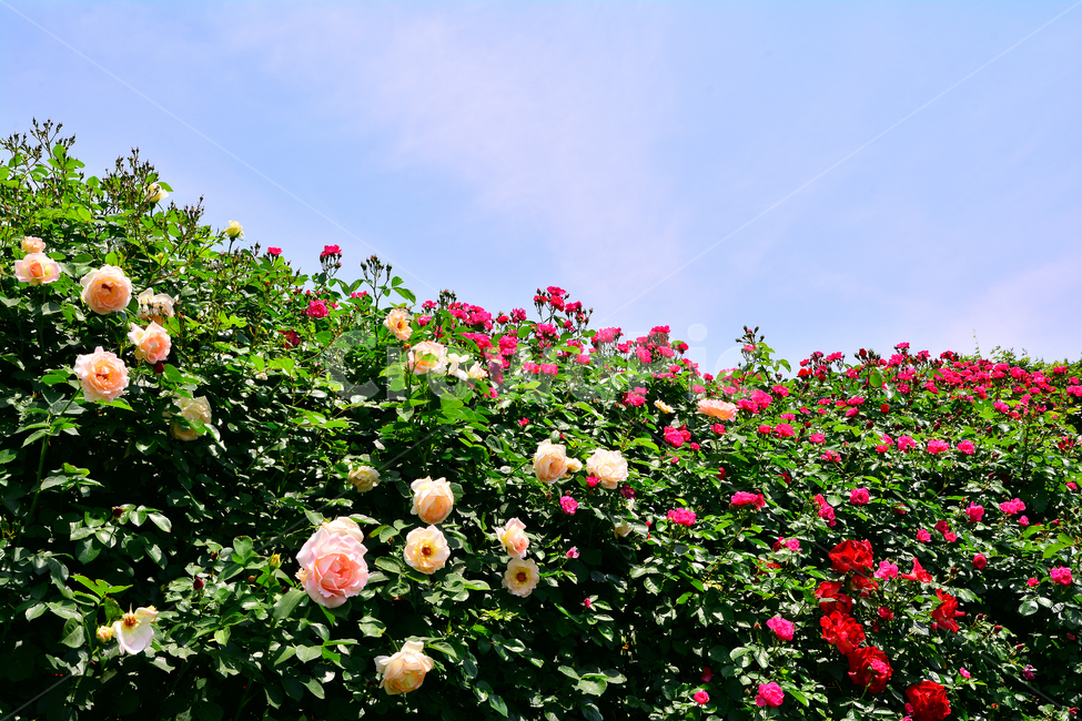 장미,장미꽃,로즈,꽃,아름다움,예쁜,플라워,데코레이션,꽃송이,꽃잎,feeling,rose,flowers,5월,계절의여왕,가시,가든,정원,앞뜰,장미원,장미축제,BEAUTIFUL,plant,garden,핑크색장미,분홍장미,pink,꽃밭,수많은,빨간장미,장미능선,장미울타리,식물,자연,plants,nature,꽃,flower