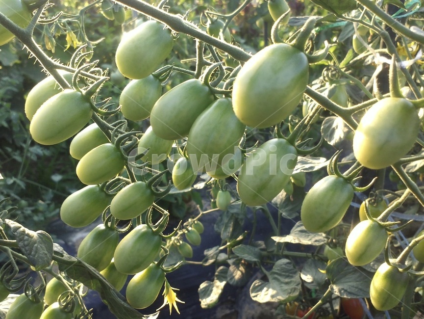 ,Seohong City,Cherry tomato,yellow flower,red fruit,tomato,Annual herbaceous plant,Nammansi,one year,sense of land,street,eggplant