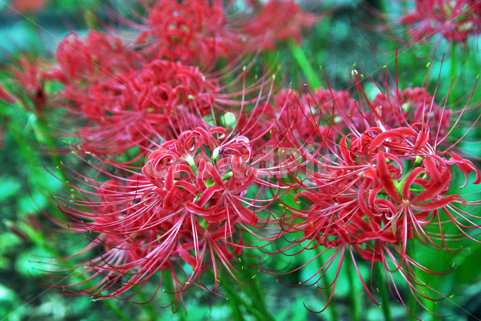 꽃무릇,상사화류,석산,독무릇,산오독,산두초,redspiderlily,가을,빨간꽃,수선화과,식물,꽃꽂이용,화단용,식물,자연,plants,nature,꽃,flower