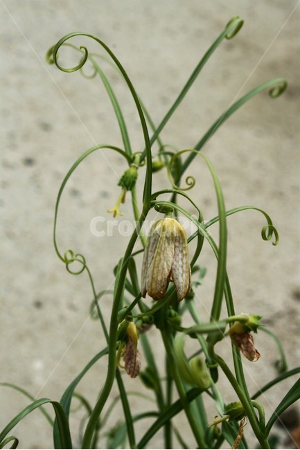 패모류,백합과,한대성식물,여러해살이풀,약용식물,식물,자연,plants,nature,꽃,flower
