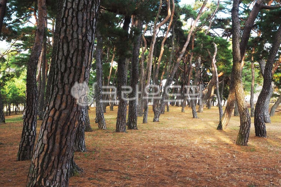용두산송림,용두산,제천,의림지,소나무