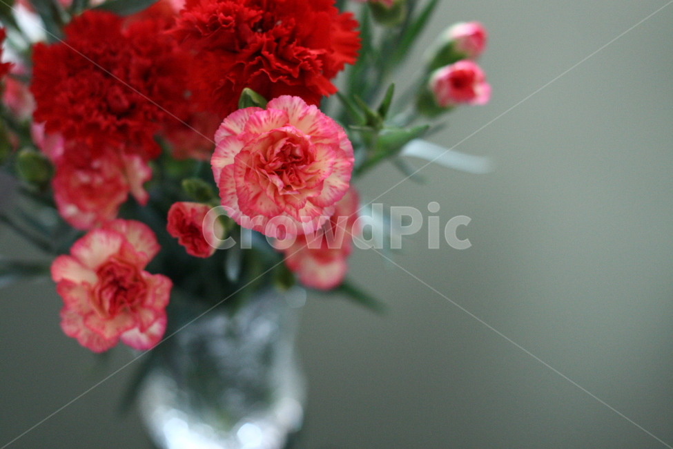 카네이션,plant,식물,blossom,꽃,flower,꽃,flower