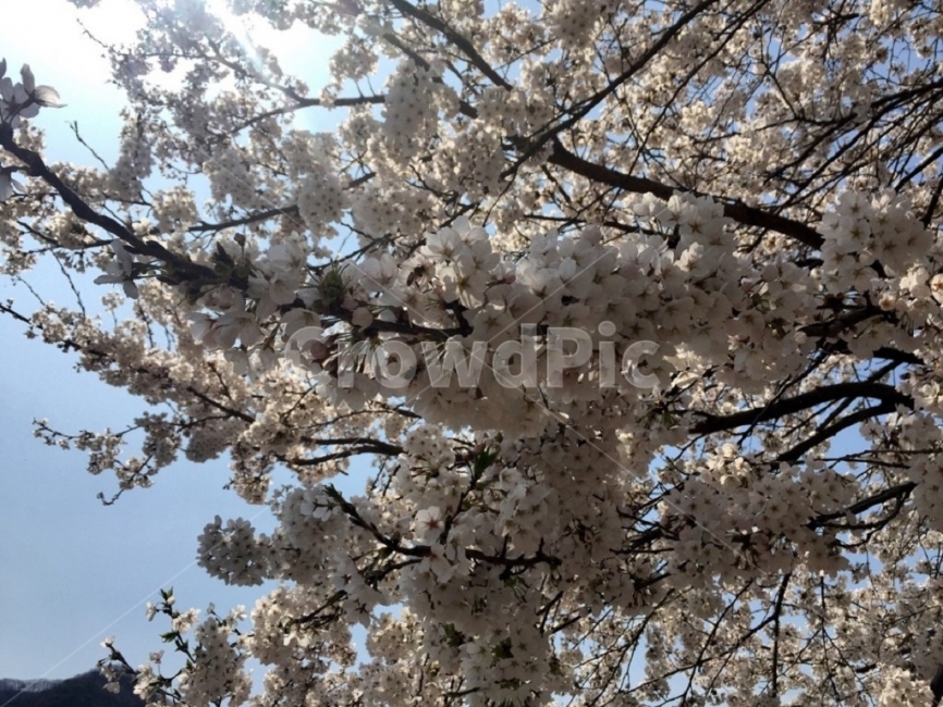 벗꽃,봄,예쁜,날고싶다,태양,봄,계절,spring,season,식물,자연,plants,nature,꽃,flower,plant,blossom
