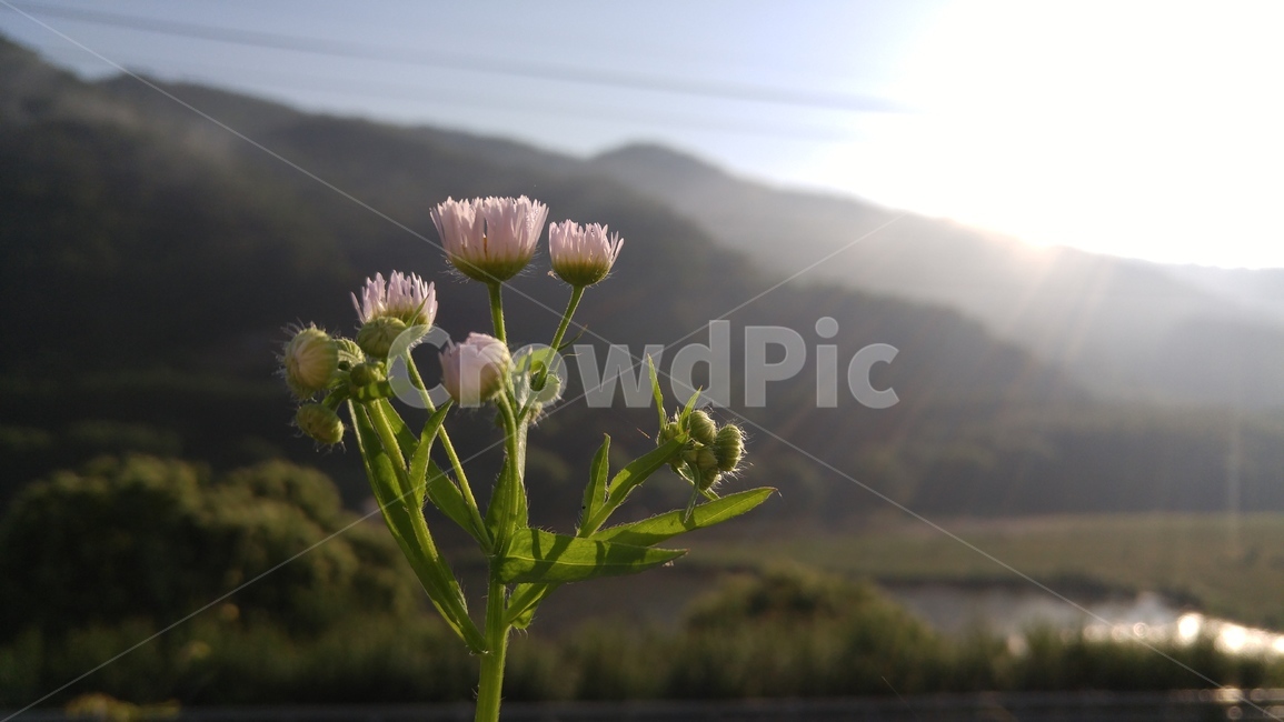 개망초,개망초꽃,야생화,개망초잎,망초,산안개