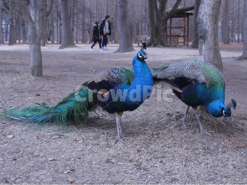 공작새,새,동물,자연,nature,동물,animal,조류,새,birds