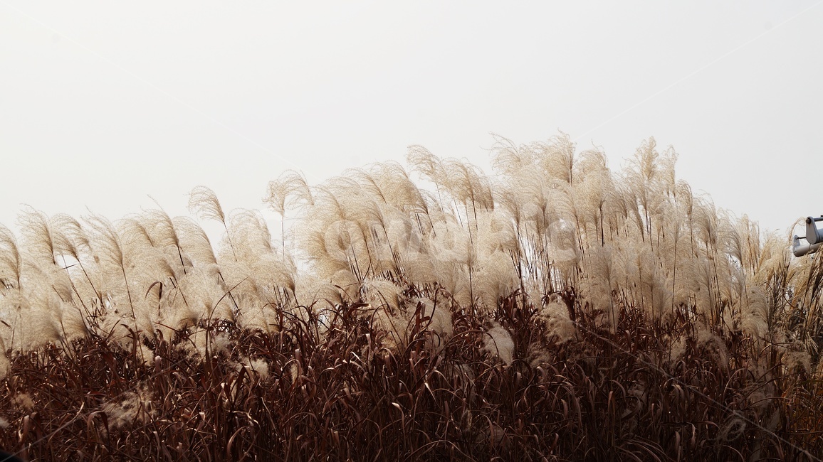 가을,가을풍경,하늘공원,갈대,억세풀,가을,계절,fall,autumn,season,식물,자연,plants,nature,plant,grass,잔디,lawn,reed