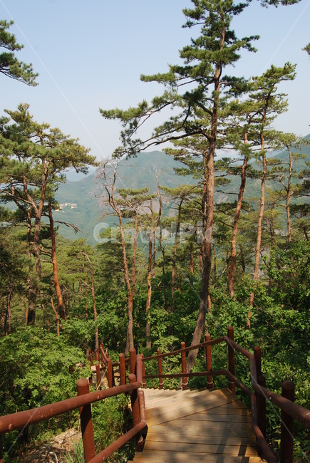 산,나무,tree,nature,trail,자연,풍경,nature,landscape,plant,식물,vegetation,초목