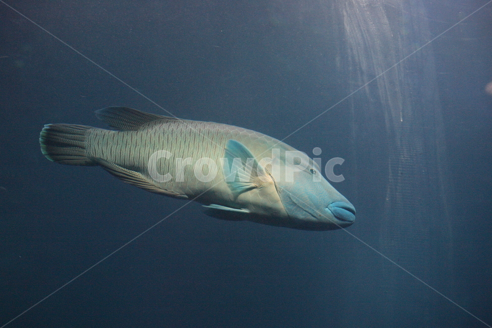 물고기,수족관,수중생물,아쿠아리움,aquarium,fish,동물,animal,어류,물고기,fish