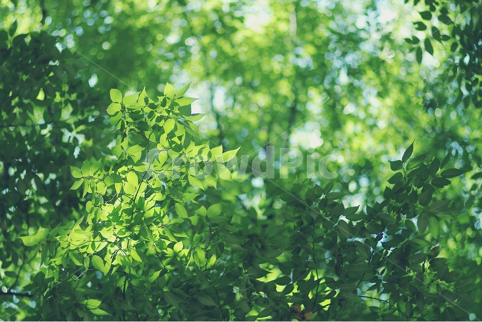 봄,초록,나무,자연,힐링,spring,leaf,green,tree,nature,healing,여유,휴식,relax,나뭇잎,잎,식물,자연,plants,nature,감성,sensible,feeling,휴식,힐링,rest,relaxation,healing