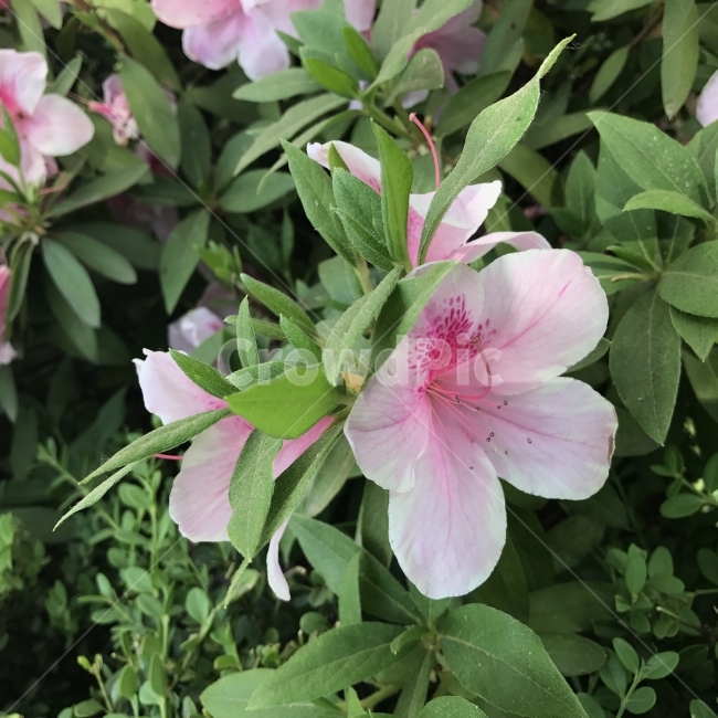 아잘레아,벨지움철쭉,서양철쭉,아젤리아,Azalea,진달래과,상록활엽관목,철쭉,열매식물,관상용,식물,나무,Tree,Flower,식물,자연,plants,nature,꽃,flower