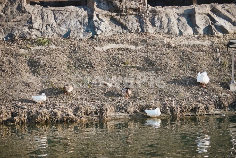 animal,동물,bird,새,outdoors,옥외,오리