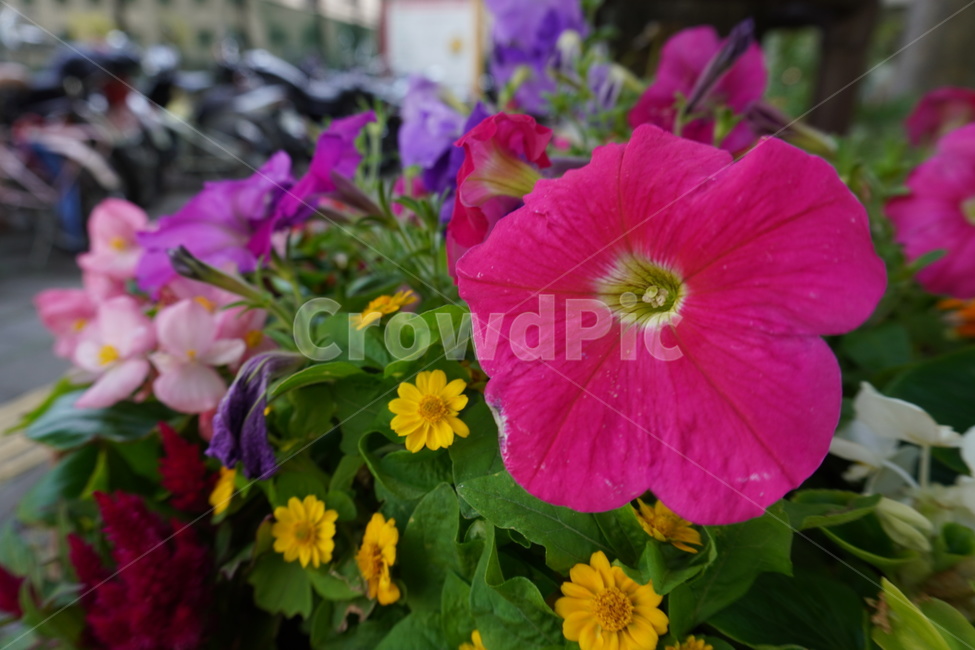 꽃,자연,식물,flower,plant,식물,자연,plants,nature