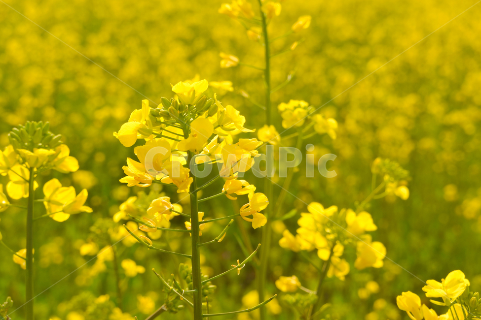 유채꽃,노란색,봄,계절,꽃,자연,식물,plants,season,spring,flower,nature