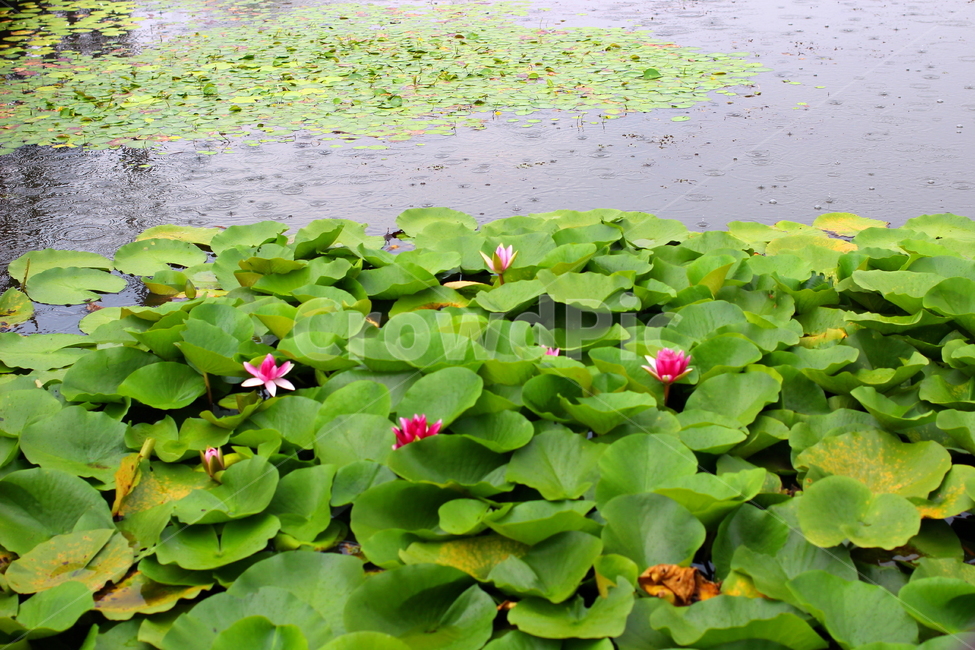 연못,연꽃,자연,소나기,비,자연,풍경,nature,landscape,lily,백합,flower,꽃,plant,식물,blossom