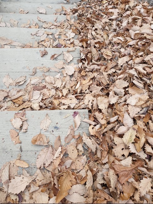 leaf,잎,plant,식물,가을,계단,난간,낙엽