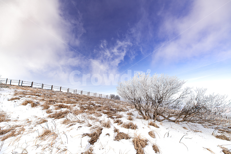 자연,풍경,배경,소백산,눈,설경,상고대,겨울,계절,winter,season,자연,풍경,nature,landscape