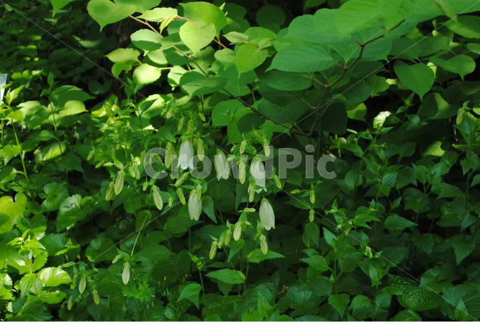초롱꽃,자연,꽃,푸른,나무,잎,초록,식물,자연,plants,nature,꽃,flower