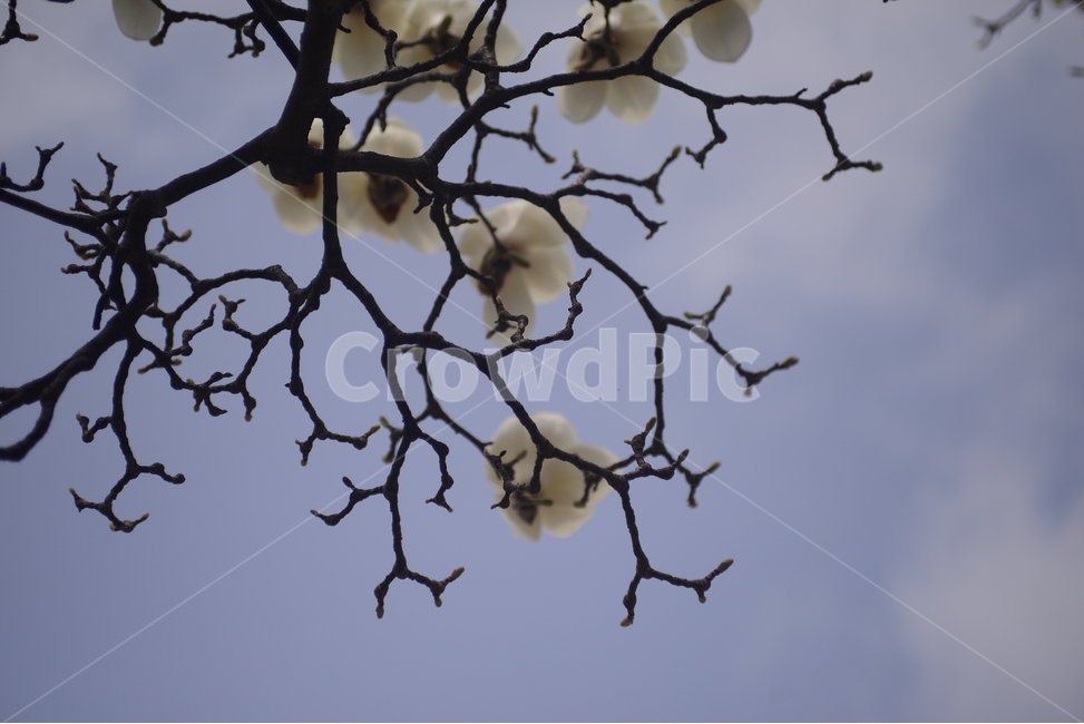 자연,nature,봄,꽃,봄꽃,흰색,접사,근접촬영,목련,봄,계절,spring,season,식물,자연,plants,nature,꽃,flower