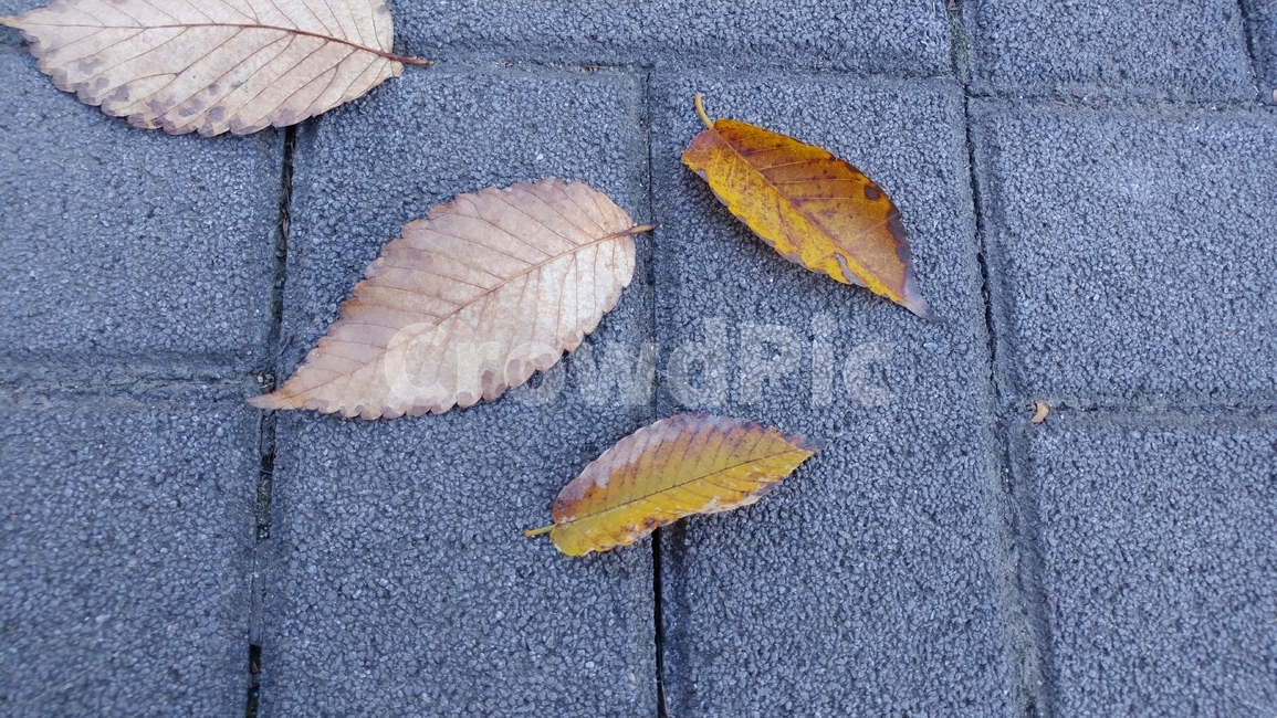낙엽,가을,노랑,갈색,고독,쓸쓸함,빛바램,가을,계절,fall,autumn,season,plant,식물,leaf,잎