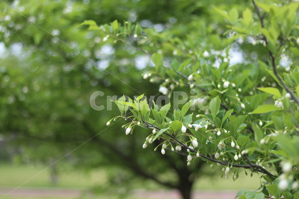 때죽나무꽃,흰색,꽃봉오리,봄,낮,봄,계절,spring,season,식물,자연,plants,nature,꽃,flower,leaf,잎,plant