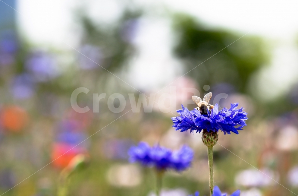 꽃,벌,공원,산책,풍경,배경,감성,화면,바탕,자연,태화강,낭만,식물,자연,plants,nature,꽃,flower,곤충,벌레,insect,bug