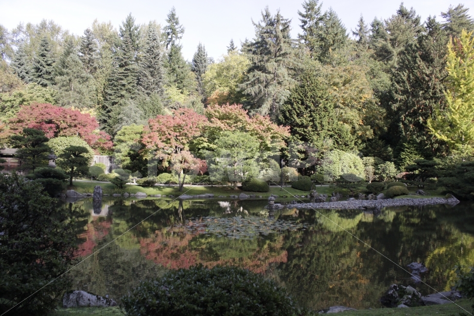 가을,단풍,은행,단풍잎은행잎호수,초록색노란색,빨간색,가을,계절,fall,autumn,season,자연,풍경,nature,landscape,한국자연풍경,한국자연경관,korea nature landscape,tree,나무,fir,전나무,plant,식물,abies,아비,water,물,outdoors,옥외
