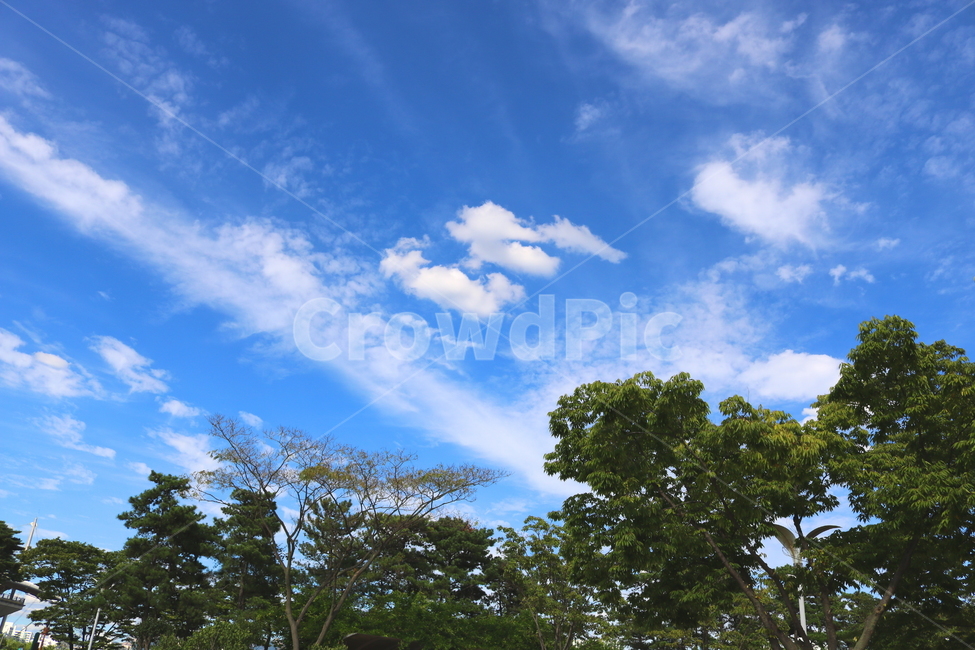 나무,벚나무,나뭇잎,하늘,구름,자연,풍경,맑은하늘,태양,흰구름,자연,풍경,nature,landscape,outdoors,옥외,sky