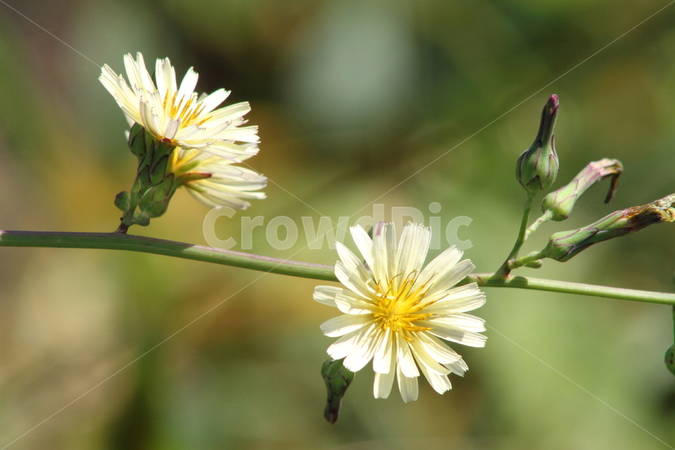 왕고들빼기,꽃,식물,야생화,indianlettuce,고들빼기,식물,자연,plants,nature,꽃,flower