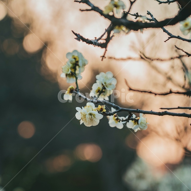 봄,봄꽃,매화,노을,풍경,flower,spring,sunset,봄,계절,spring,season,식물,자연,plants,nature,꽃,flower,감성,sensible,feeling,plant