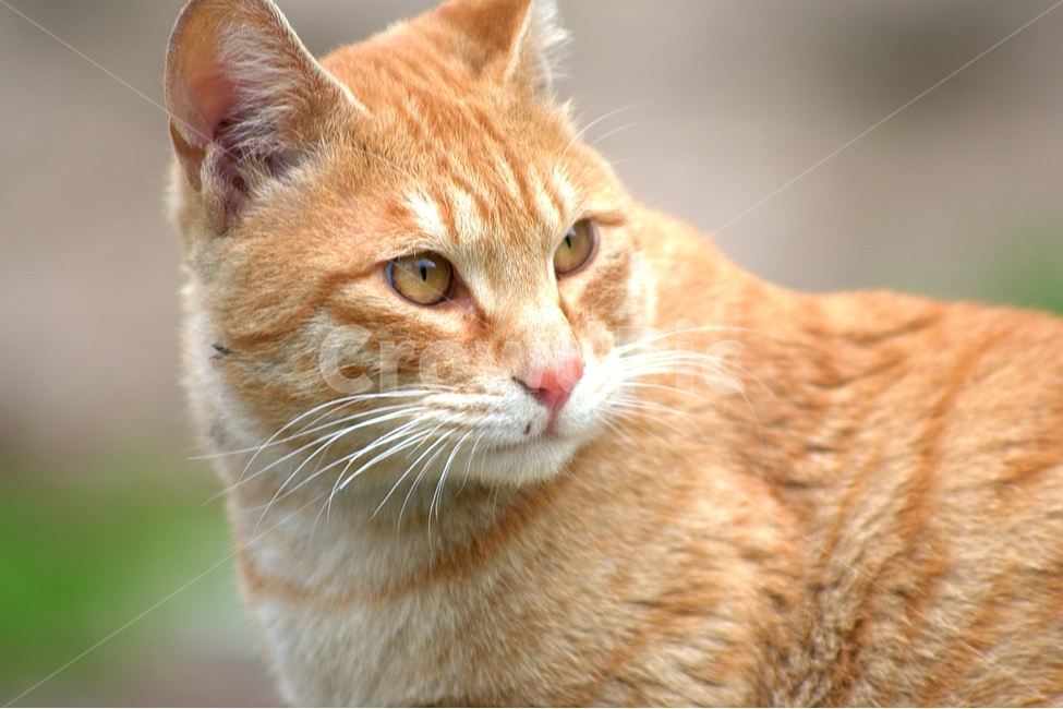 고양이,길냥이,동물,사진,배경사진,노란색,배경,줄무늬,눈빛,날카로움,동물,animal,포유류,mammal,고양이,cat,kitten,kitty