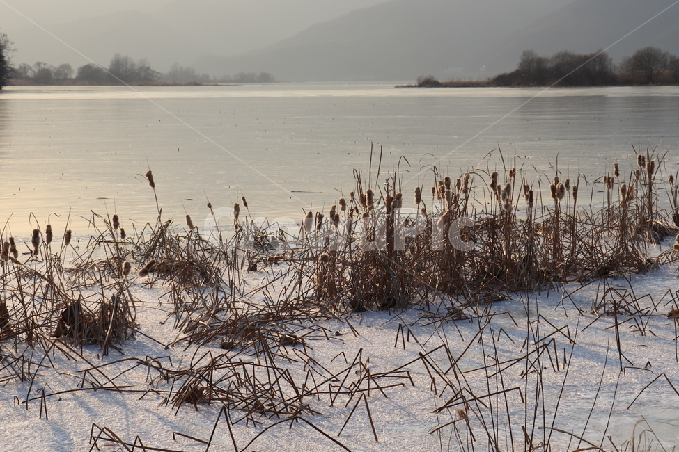 갈대밭,팔당물안개공원,겨울호수,호수,갈대,얼음,눈,겨울,겨울,계절,winter,season