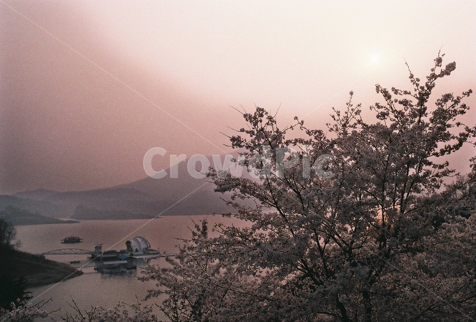 나무,tree,식물,plant,벚꽃,blossom,자연,nature,필름,필름사진,film,flower,cherryblossom,호수,lake,경치,풍경,landscape,water,물