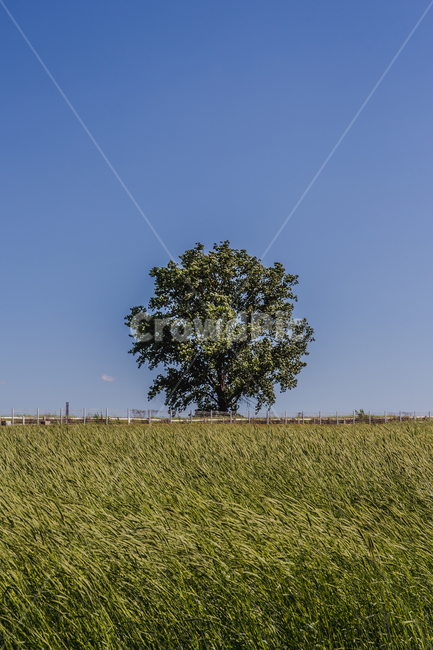 나무,자연,나홀로,고독,nature,grassland,outdoors,옥외,field,들,tree,plant,식물,목초지